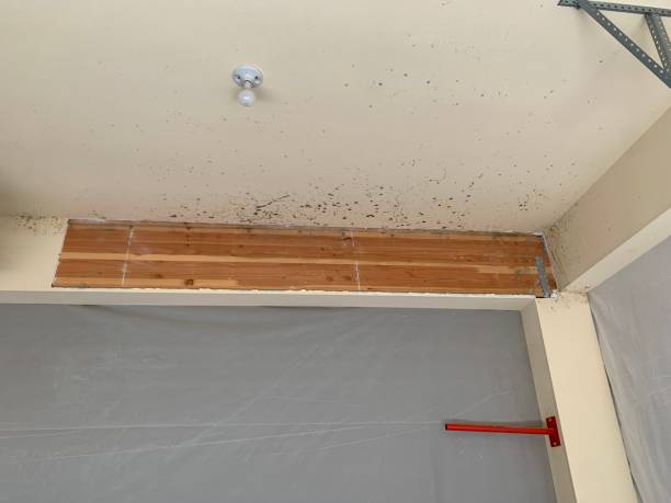 Best Air Quality Testing for Mold Spores  in Clancy, MT